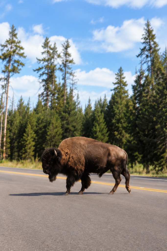 Yellowstone National Park -Bison