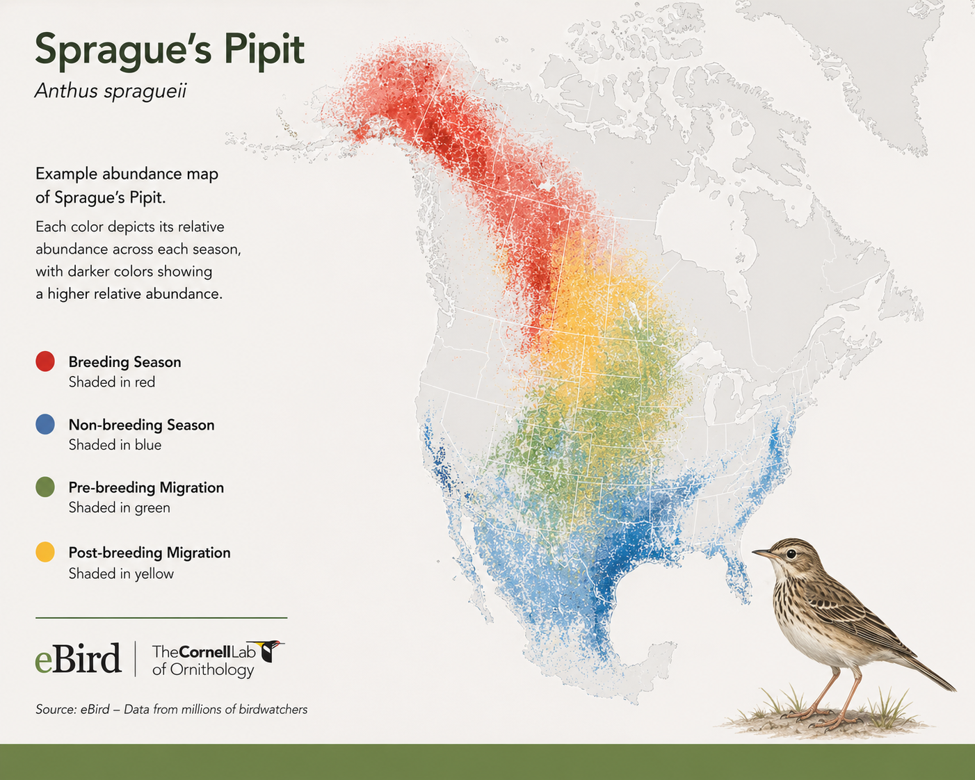 Citizen science data representing seasonal abundance of Sprague's Pipit (Anthus spragueii) during breeding, migration, and non-breeding seasons 