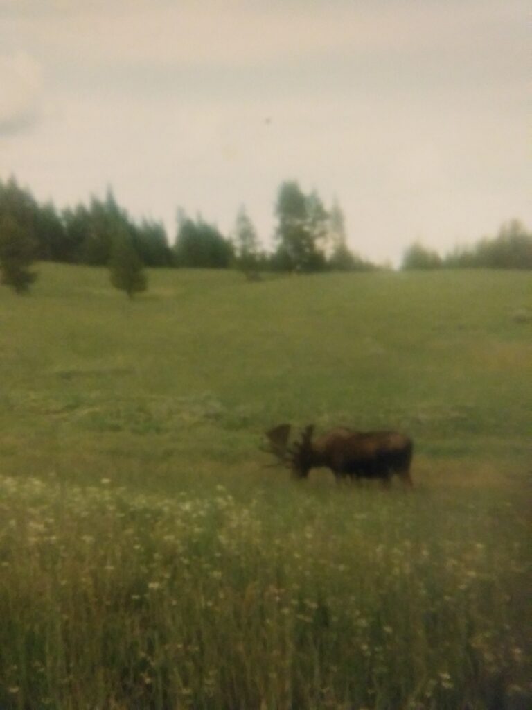 Yellowstone National Park - Moose