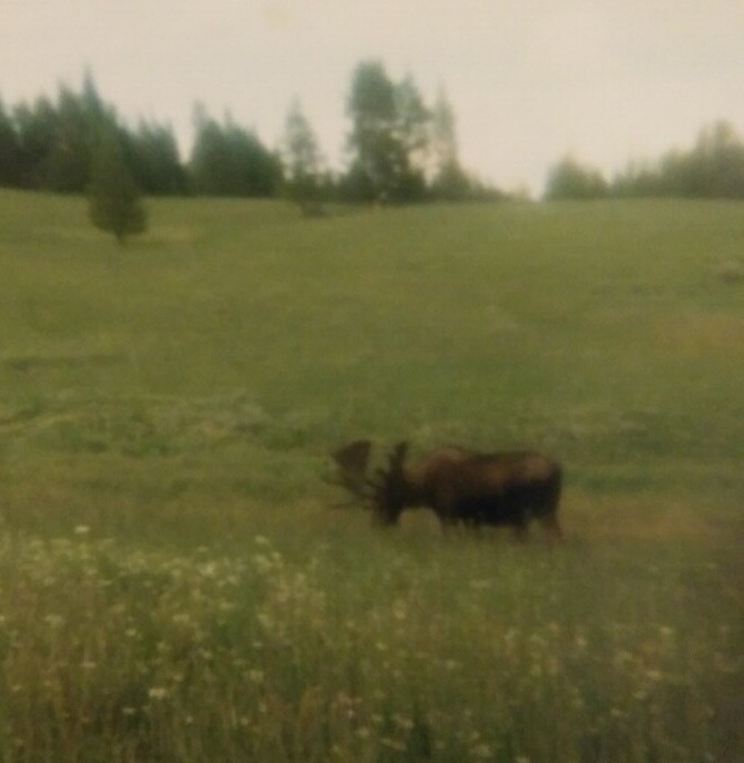 Must-See Attractions In Yellowstone National Park Must-See Attractions In Yellowstone National Park