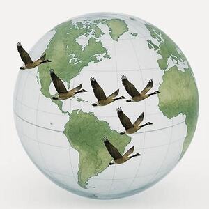 Understanding Migratory Bird Cycles